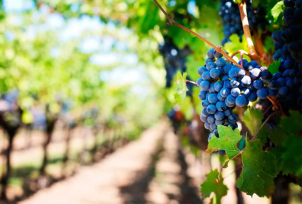 Viñedo con racimos en la comarca de Cigales